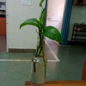 Rooted-Plant With Bottles