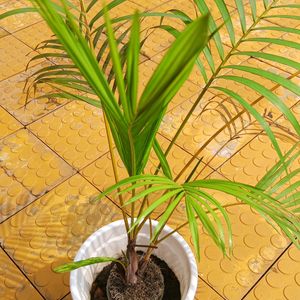 Areca Palm