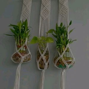 Plant Wall Hanging