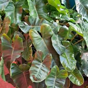 Philodendron Burle Max 4" Rooted Plant