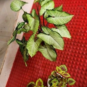 Set 2 Arrowhead & Coleus Plants & Pot