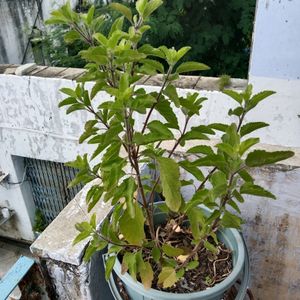 Tulsi Paudha Sale Pickup 1