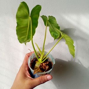 Live Philodendron Plant