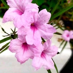 Offer 🎉pink ruellia tuberosa🌸🍀💐