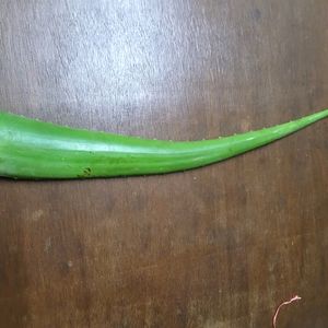 Aloe Vera 1 Leaf For 60 Coins