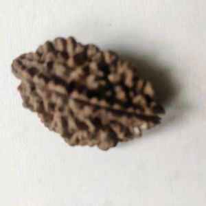 New Two Mugi Rudraksha Rare Collection