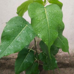 Combo Of 2 Plant Pipal + Jamun With Root