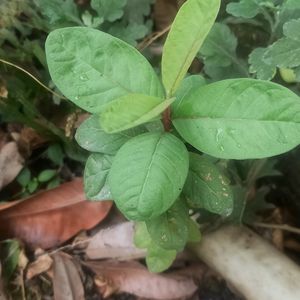 Guava/ Amrood Plant