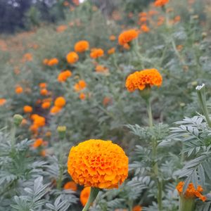 Marigold Plant 5 Pic Combo