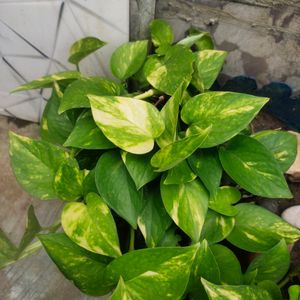 Money Plant Alovera