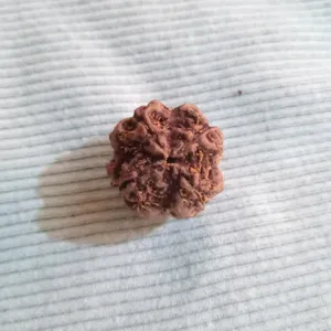 Original 4 mukhi rudraksha📿