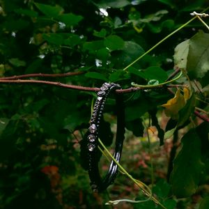 Oxidised Bangle