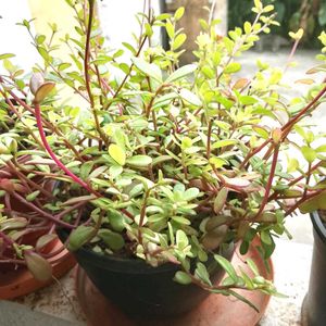 Elephant Blush Plant