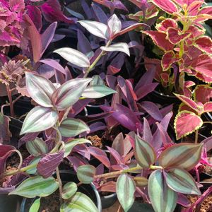 Wandering Jew Plant With Pot