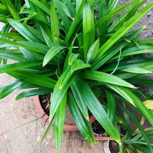 Biriyani Plant /Pandanus amaryllifolius With Roots