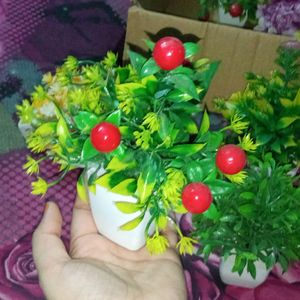 New Artificial Plants Pack Of 5