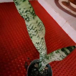 Dwarf Snake Plant & Pot