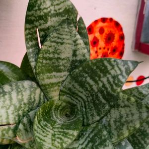 Snake plant - Air Purifier And Oxygen Enriching