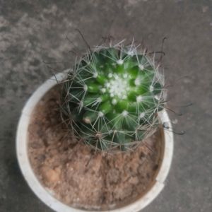 Its Sucuulent Gasteria Plant +ball Cactus