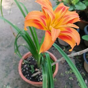 Orange Day Lily