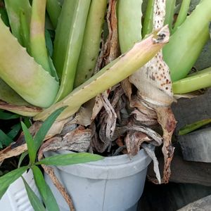 Fresh Aloe Vera Plant Pack Of One