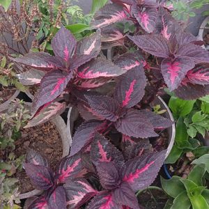 Coleus 1st Type