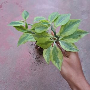 Pedilanthus Tithymaloides Rooted Plant