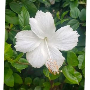 Combo 2 Color Hibiscus Cutting Available