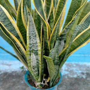 Snake Plant