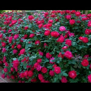 Desi Rose Plant