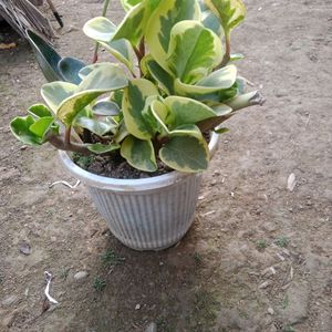 Variegated Baby Rubber Plant( Peperomia).