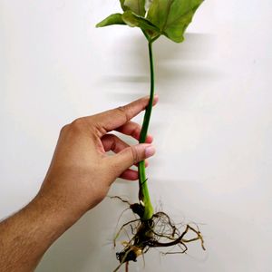 Pink Synchonium Well Rooted Baby Plants (4)