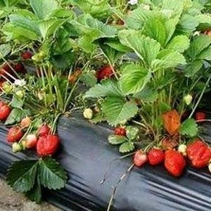 Hybrid Strawberry Plant