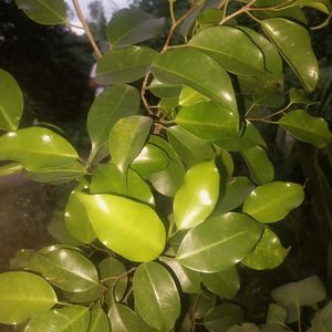 Ficus Benjamina