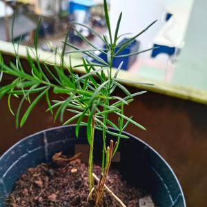 Rosemary Plant With Freebies