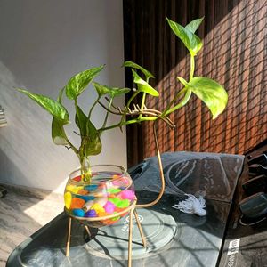 Money Plant