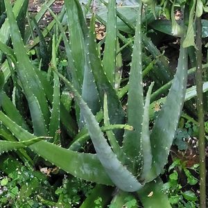 Aloe Vera Leaf Rs 10 OR 60 coins Organic