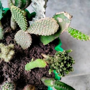 Assorted Cactus (15 Varieties)