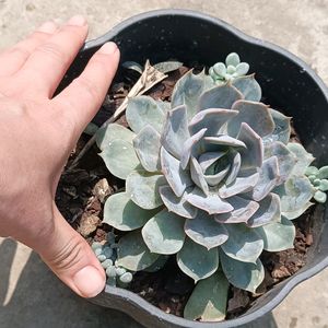 Echeveria