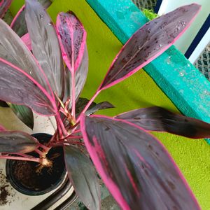 American Cordyline Fruticosa Plant Exported