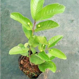 Guava Plant