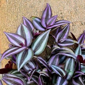 Wandering Jew Cuttings