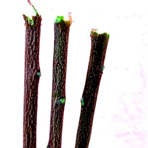 Combo, 5 Fresh Neem Sticks