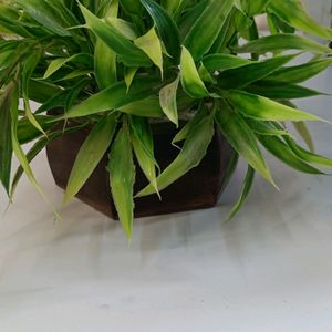 Artificial Plant With Beautiful Wooden Pot