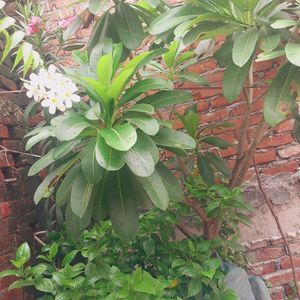 Plumeria Plants cutting And Hibiscus Cuttin