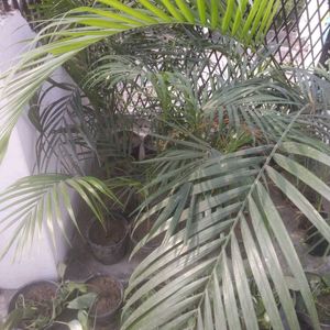 Area Ka Palm