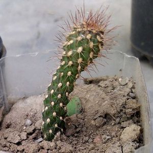 Cactus Plant Combo