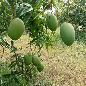 Kesar Mango tree