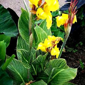 Variegated Canna Id-striped Beauty