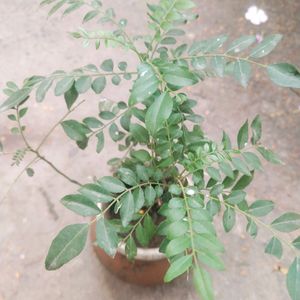 Curry Leaves Healthy Plant With Root